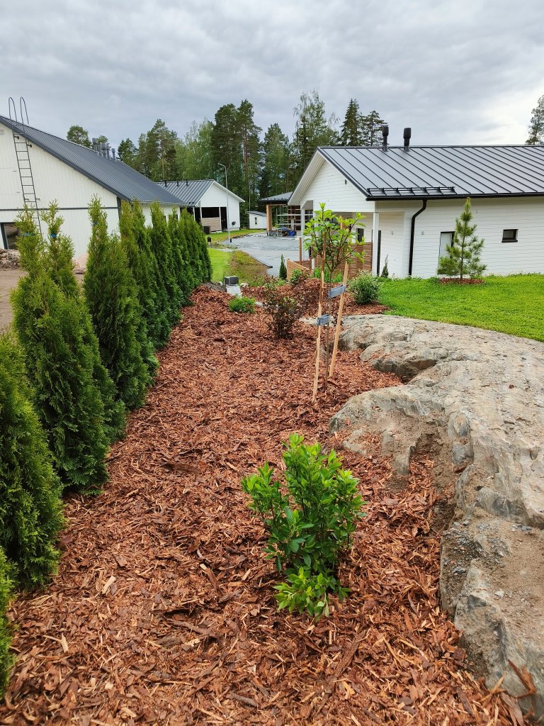 Rajan istutuksia kallion päällä