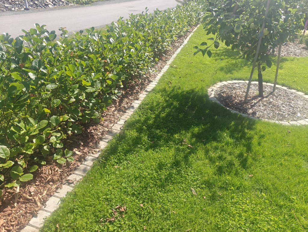 Aronia-aita elokuussa 2026